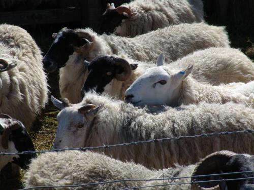 c-UWens Schottland 15