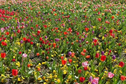 c-UWens Maximilianpark 06