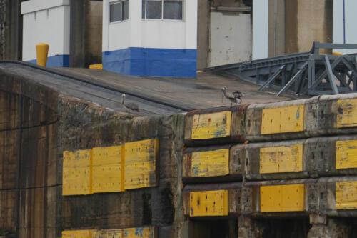 c-UWens Panamakanal 35