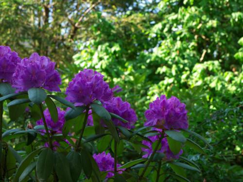 c-UWens Rhododendron 01
