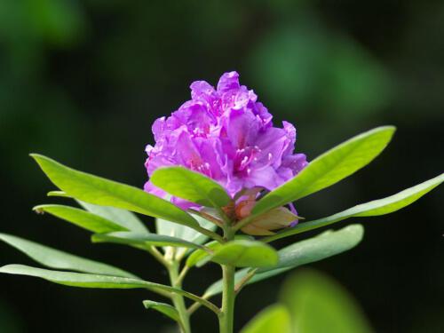 c-UWens Rhododendron 02
