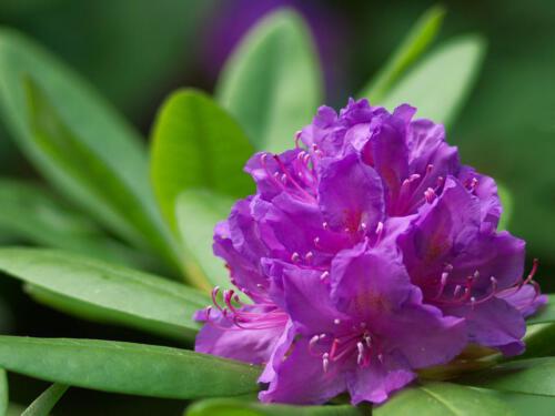 c-UWens Rhododendron 03