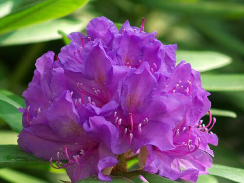 c-UWens Rhododendron 04