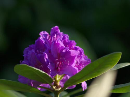 c-UWens Rhododendron 05