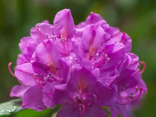 c-UWens Rhododendron 06