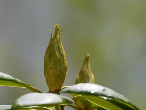 c-UWens Rhododendron 08