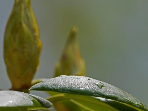 c-UWens Rhododendron 09