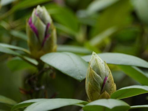 c-UWens Rhododendron 10