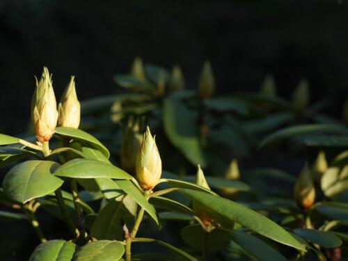 c-UWens Rhododendron 11