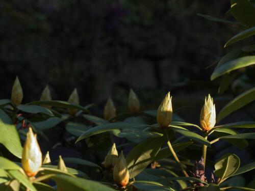 c-UWens Rhododendron 12