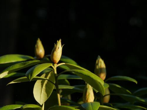 c-UWens Rhododendron 13