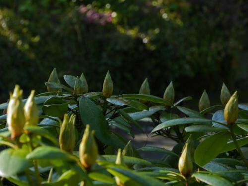 c-UWens Rhododendron 14