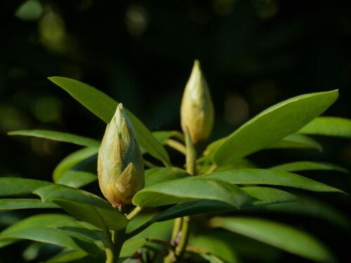 c-UWens Rhododendron 15