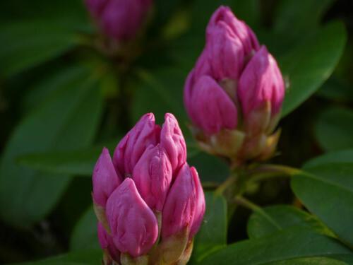 c-UWens Rhododendron 17