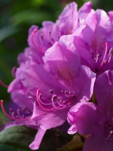 c-UWens Rhododendron 23