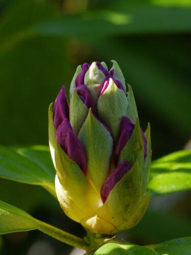 c-UWens Rhododendron 24