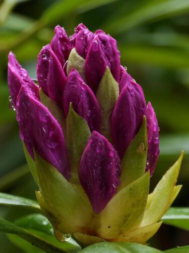 c-UWens Rhododendron 25