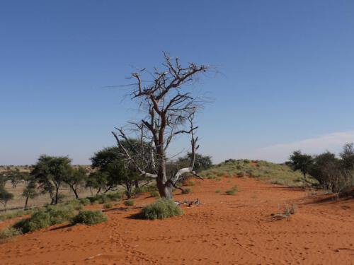 c-UWens Kalahari-WA¼ste 01