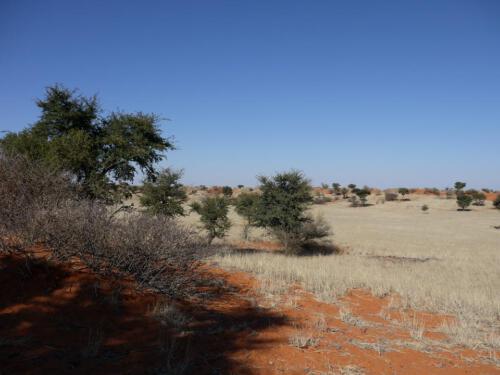 c-UWens Kalahari-WA¼ste 02