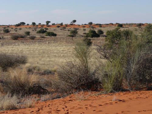 c-UWens Kalahari-WA¼ste 03