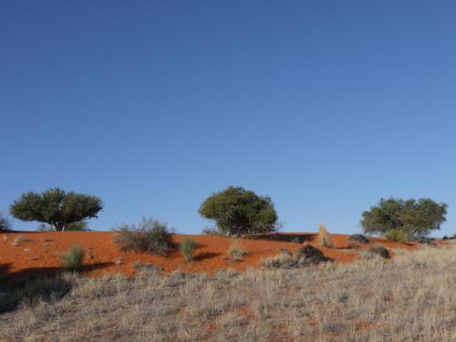 c-UWens Kalahari-WA¼ste 04