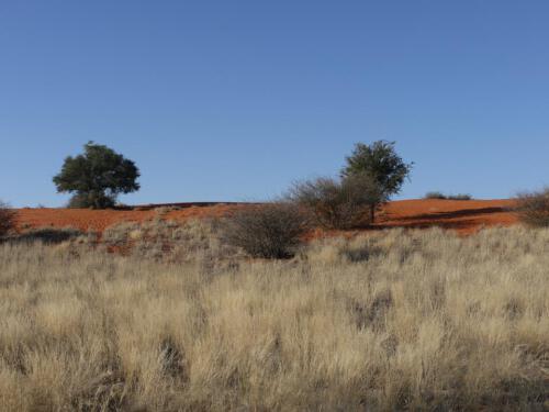 c-UWens Kalahari-WA¼ste 05