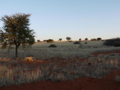 c-UWens Kalahari-WA¼ste 06