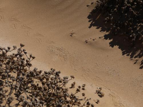 c-UWens Namib-WA¼ste 09