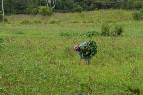 c-UWens Zanzibaris 25