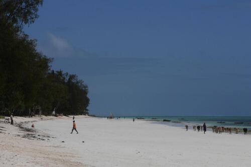 c-UWens Zanzibaris 37a