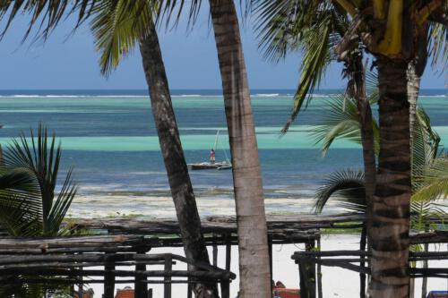 c-UWens Zanzibaris 37c