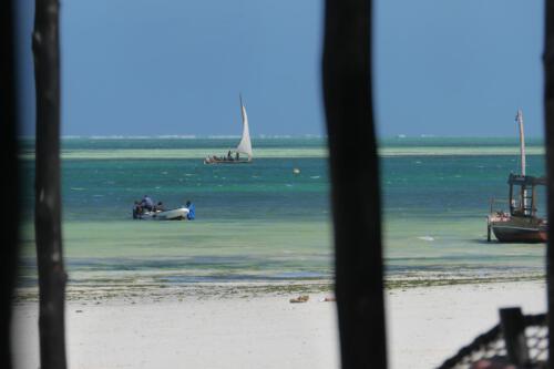 c-UWens Zanzibaris 39