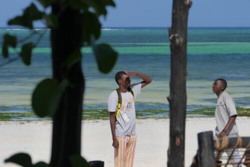 c-UWens Zanzibaris 41