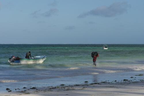 c-UWens Zanzibaris 47