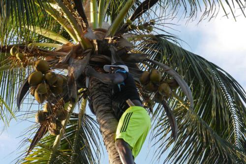 c-UWens Zanzibaris 49