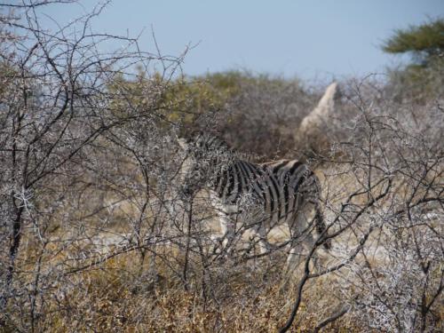 c-UWens Zebra-Etosha 01