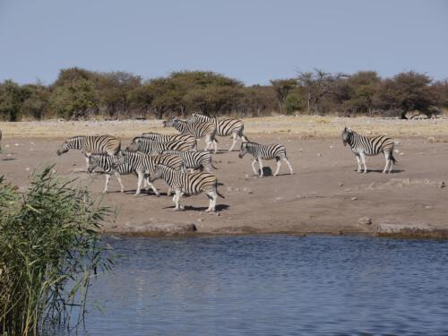 c-UWens Zebra-Etosha 02