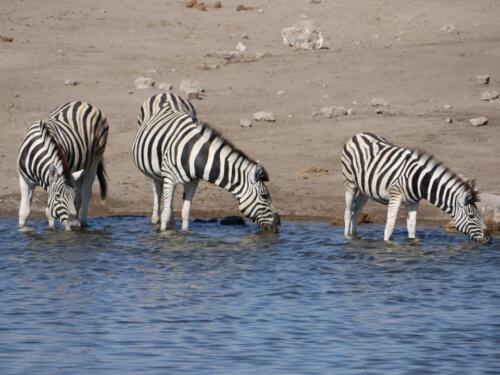 c-UWens Zebra-Etosha 03