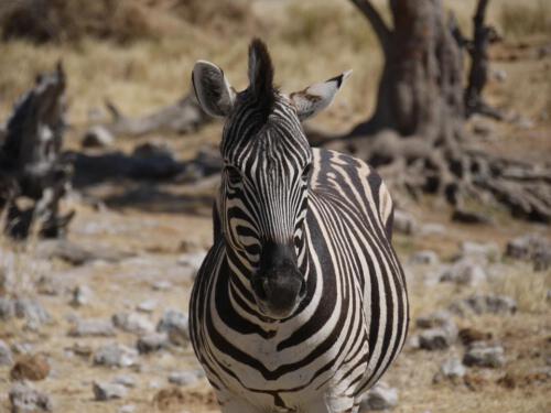 c-UWens Zebra-Etosha 04