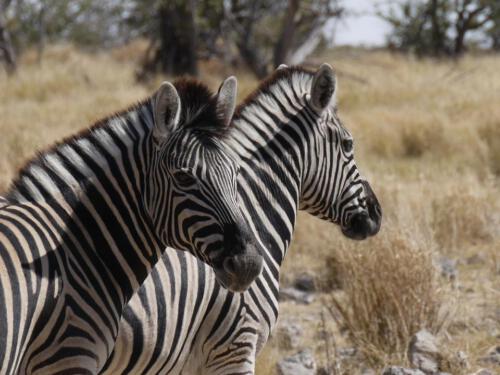 c-UWens Zebra-Etosha 05