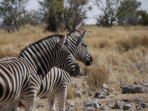 c-UWens Zebra-Etosha 06