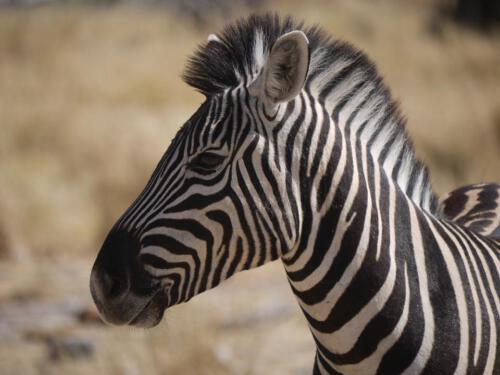c-UWens Zebra-Etosha 07