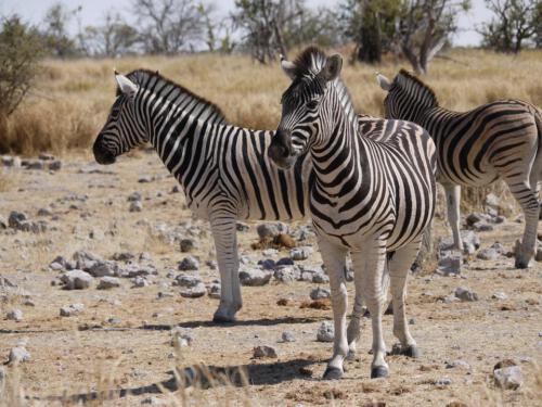 c-UWens Zebra-Etosha 08
