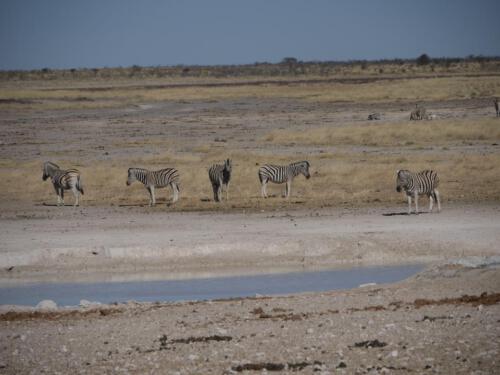 c-UWens Zebra-Etosha 10
