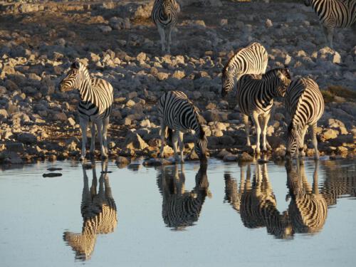 c-UWens Zebra-Etosha 11