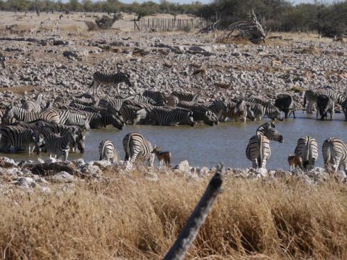 c-UWens Zebra-Etosha 12