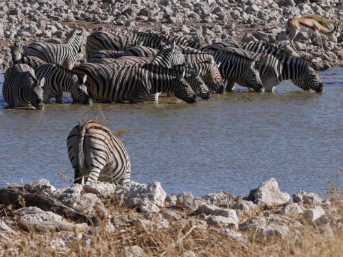 c-UWens Zebra-Etosha 13