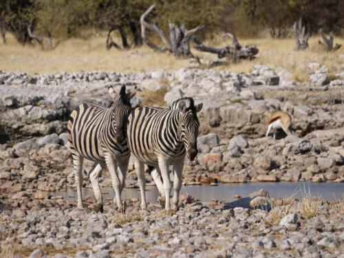c-UWens Zebra-Etosha 17