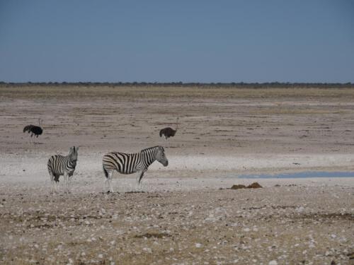 c-UWens Zebra-Etosha 18
