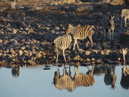 c-UWens Zebra-Etosha 20